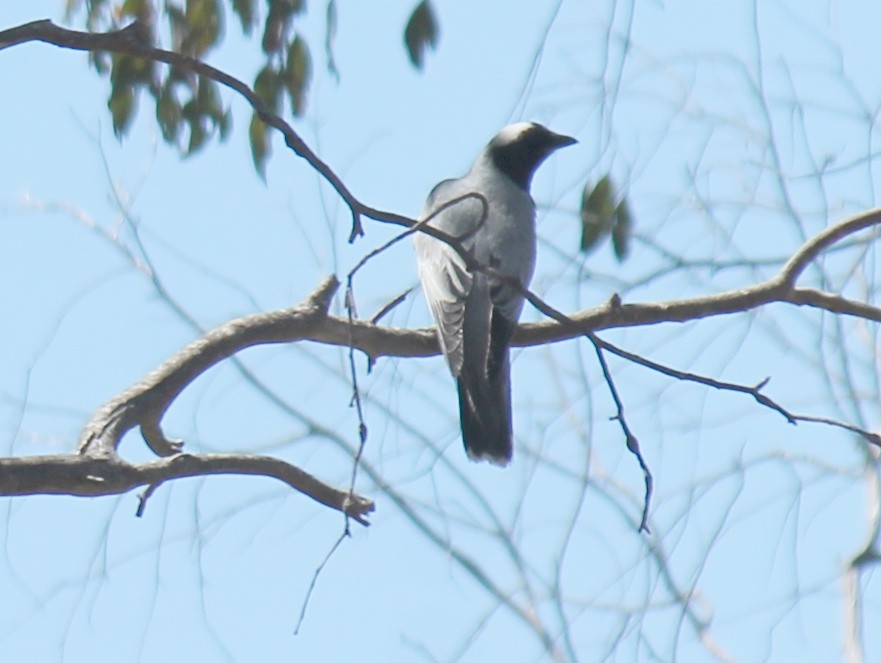 オーストラリアオニサンショウクイ - ML646340669