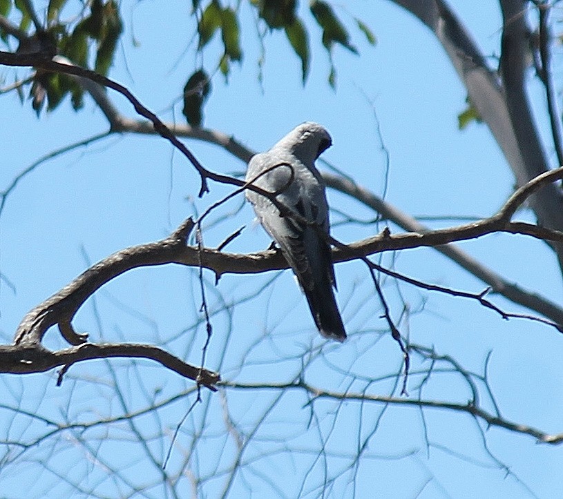 オーストラリアオニサンショウクイ - ML646340670