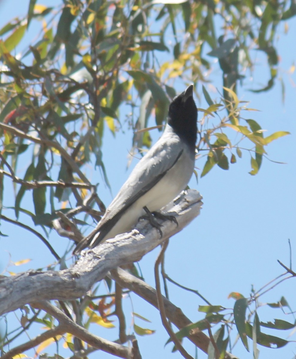 オーストラリアオニサンショウクイ - ML646340671