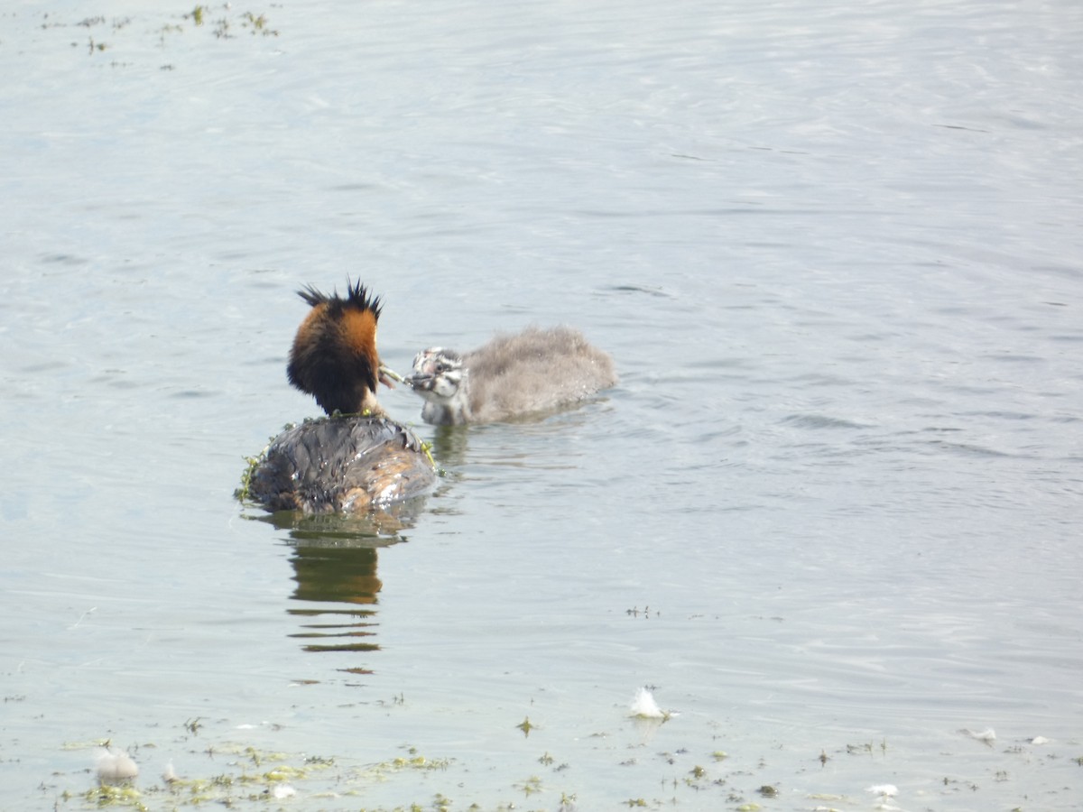 Somormujo Lavanco - ML646340674