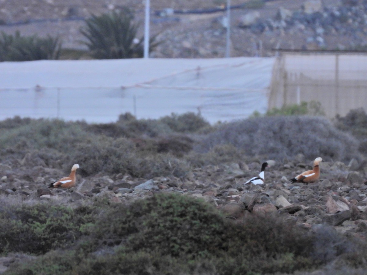 husice rezavá - ML646340676