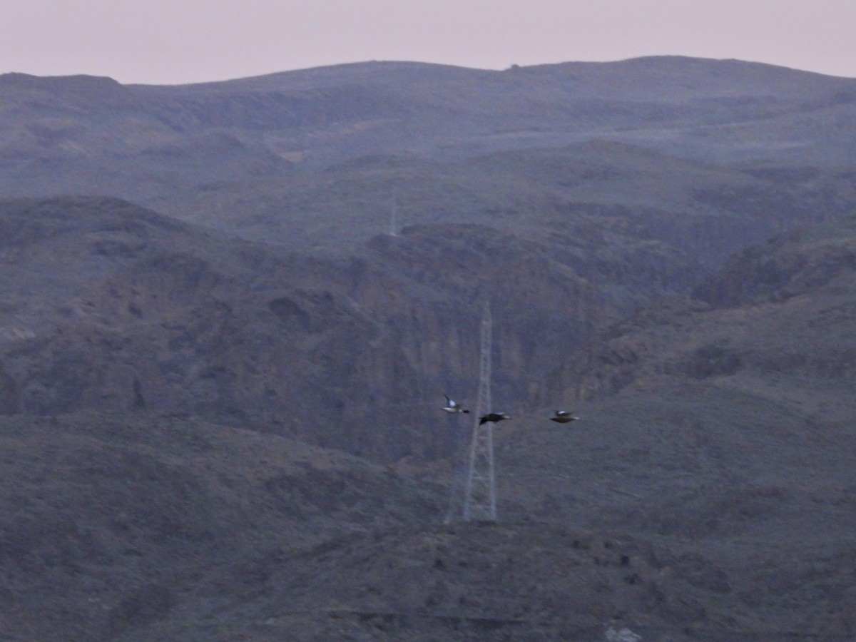 husice rezavá - ML646340677