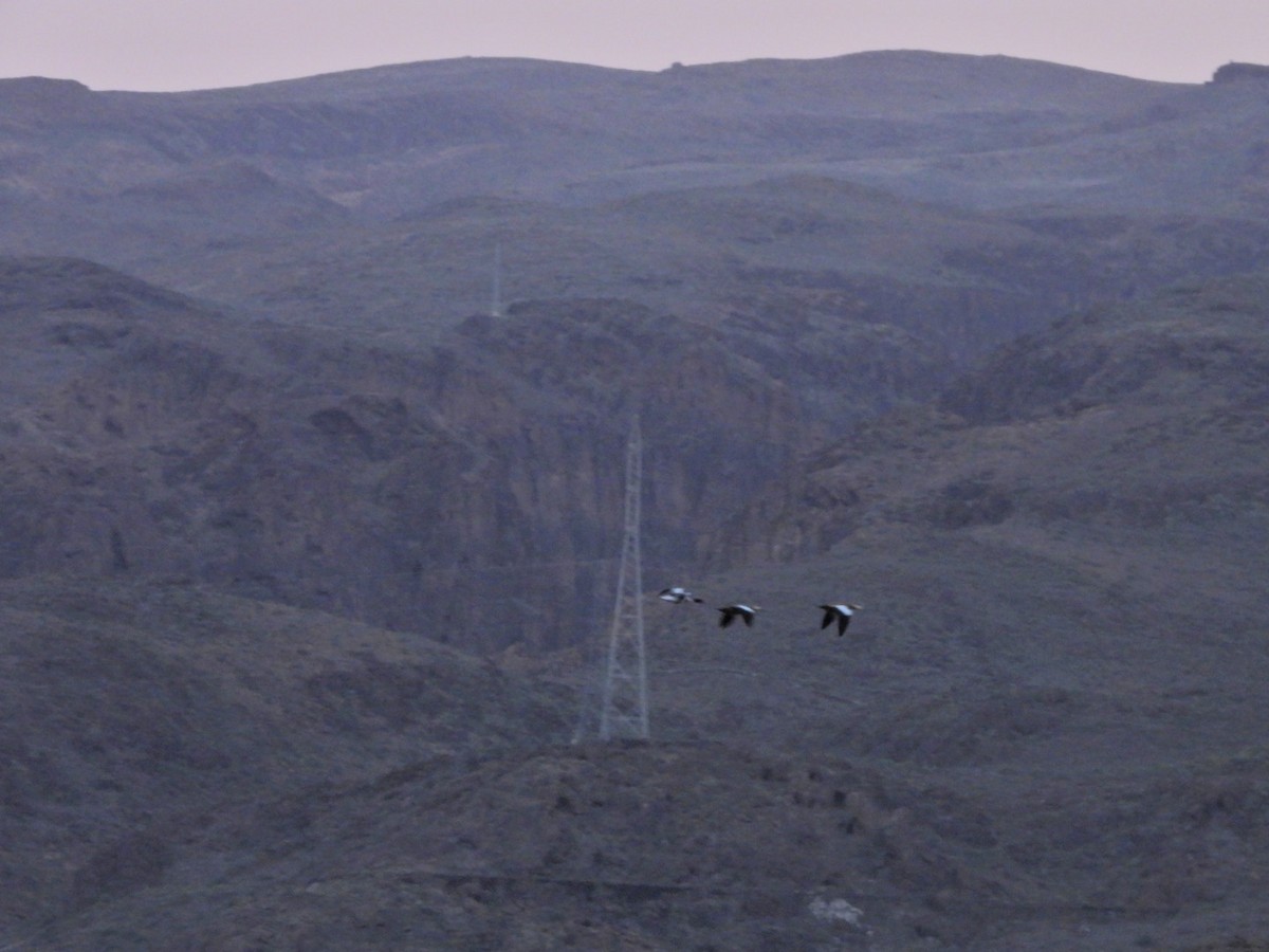 husice rezavá - ML646340678