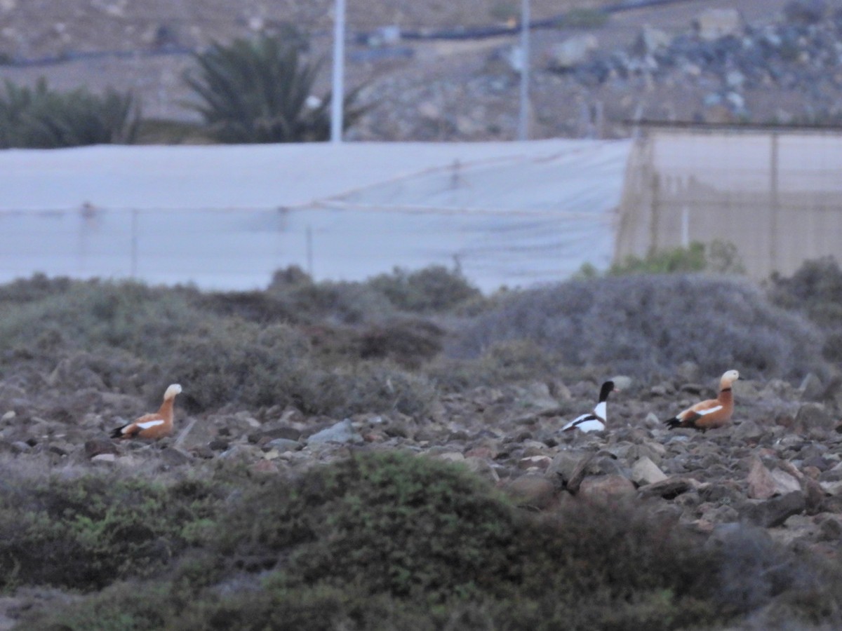 husice rezavá - ML646340679