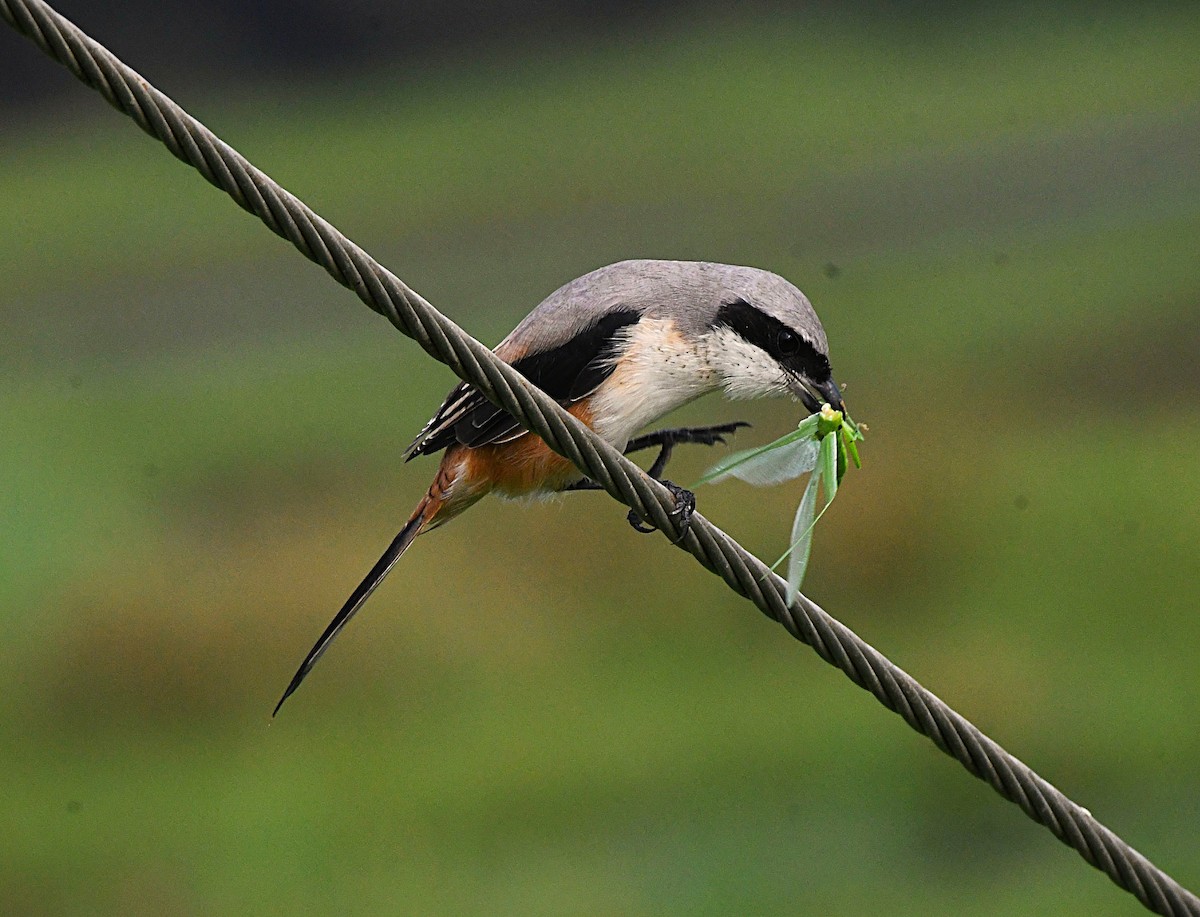 Long-tailed Shrike - ML646340682