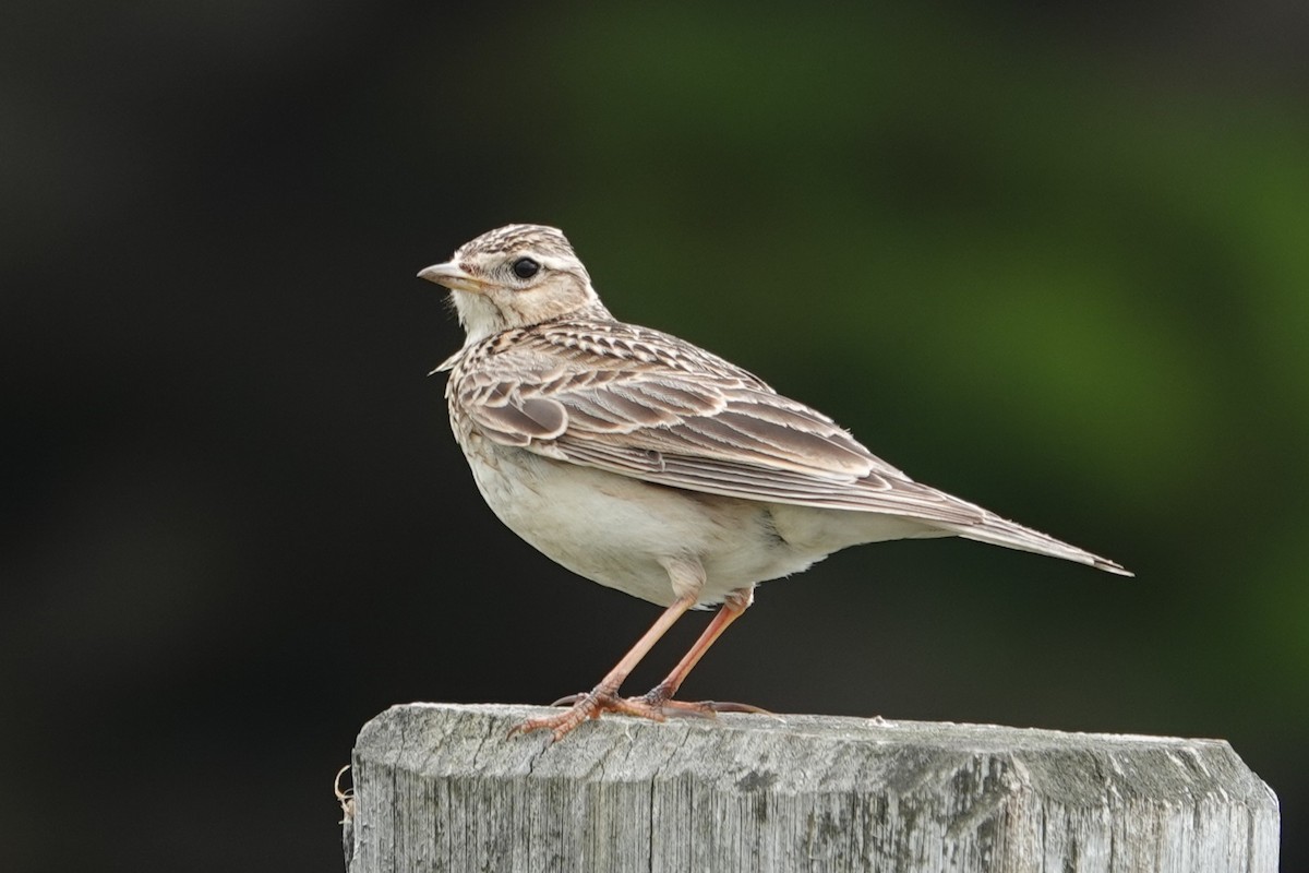 Eurasian Skylark - ML646340683