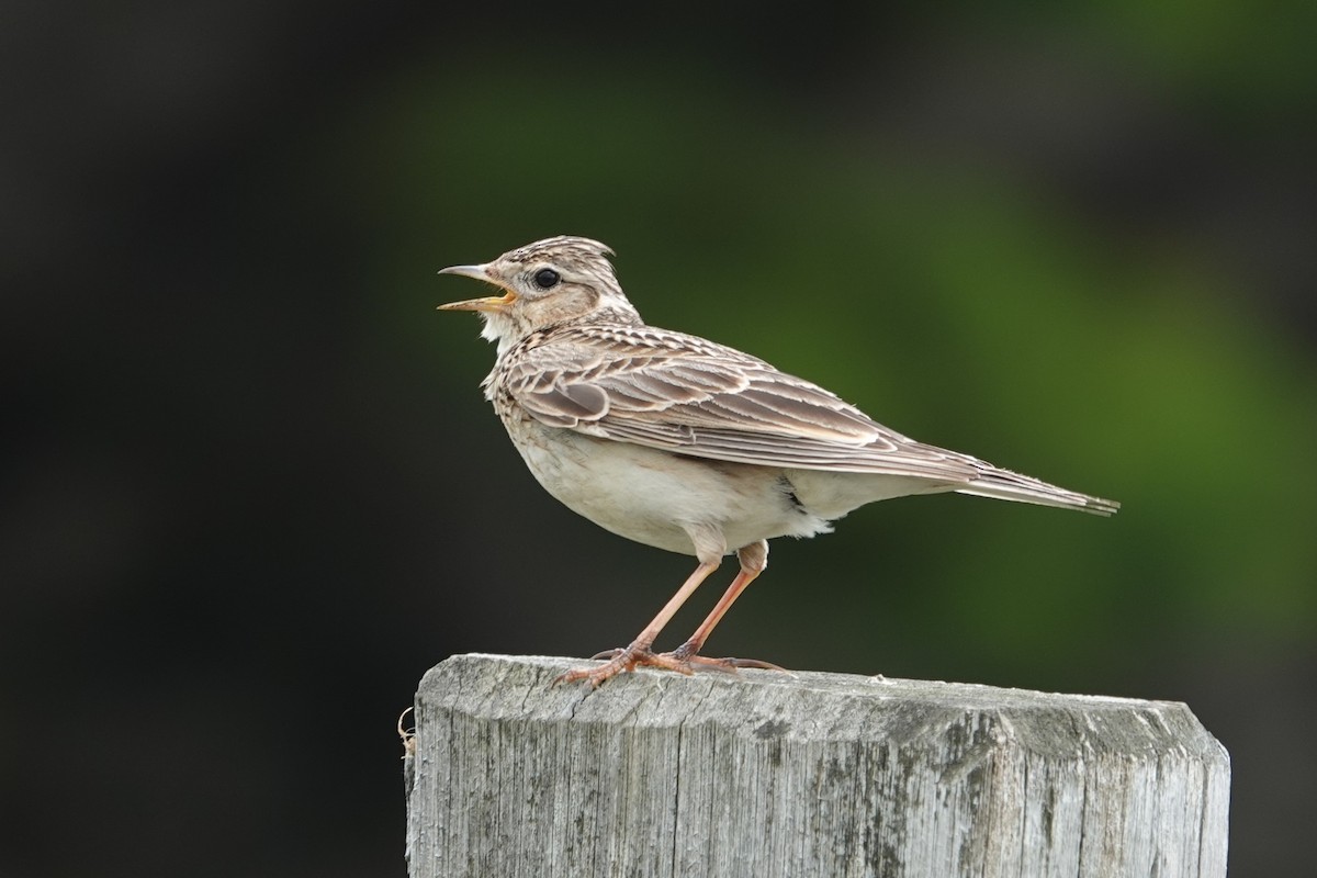 Eurasian Skylark - ML646340684