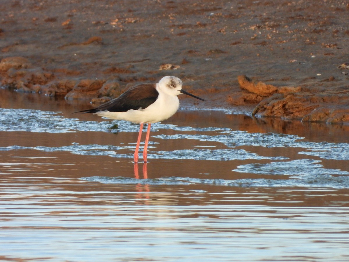 Zankaluze eurasiarra - ML646340685