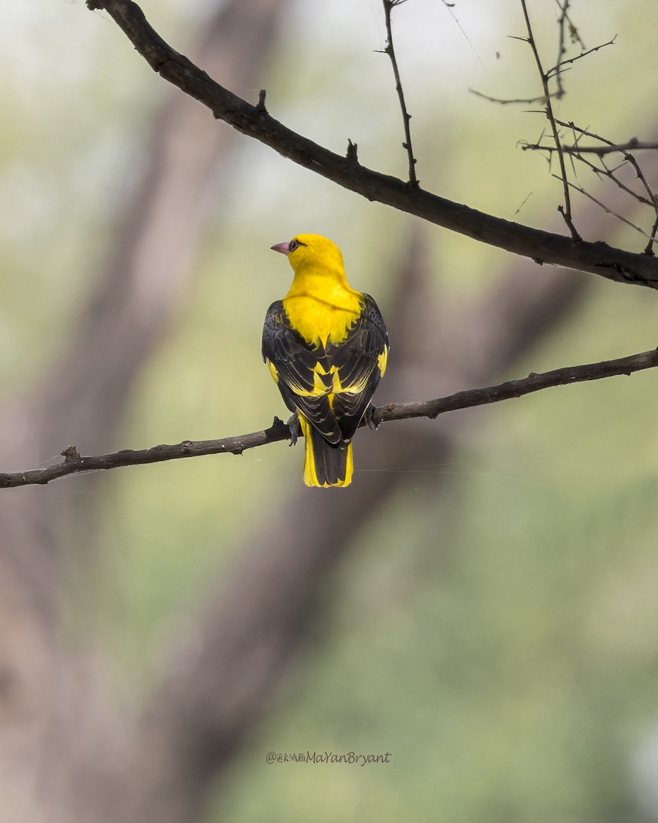 Indian Golden Oriole - ML646340696