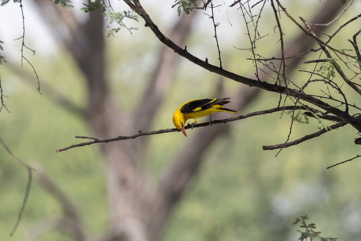 Indian Golden Oriole - ML646340697