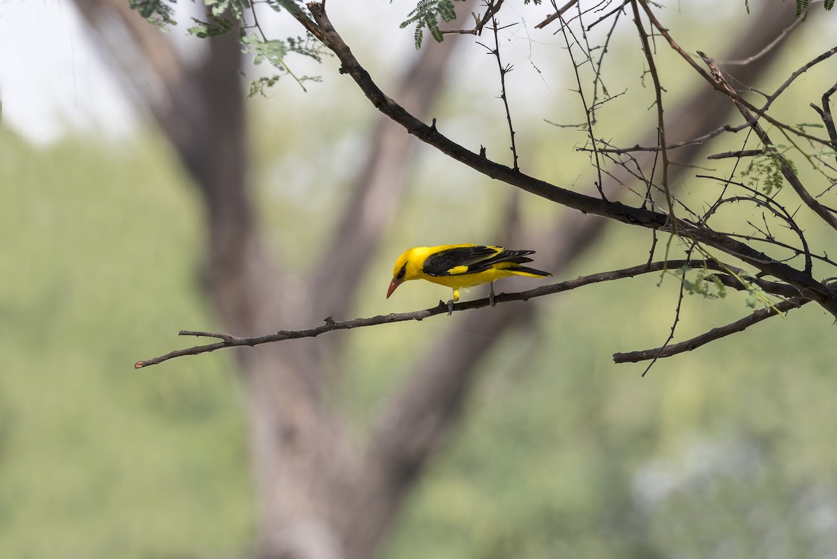Indian Golden Oriole - ML646340698