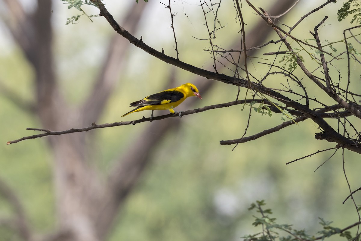 Indian Golden Oriole - ML646340699