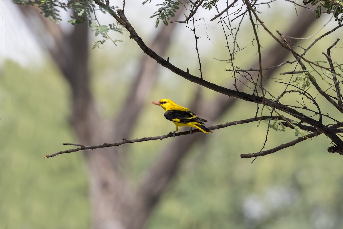 Indian Golden Oriole - ML646340700