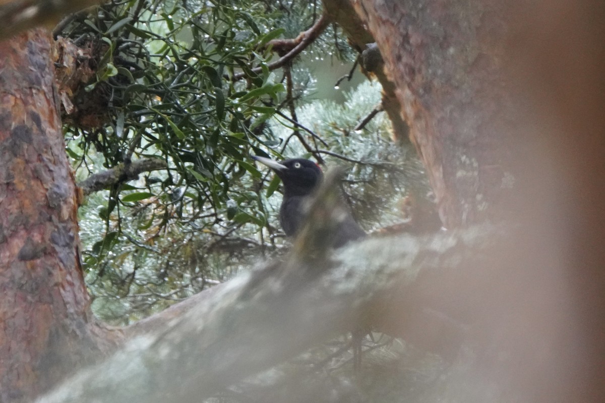 Black Woodpecker - ML646340701