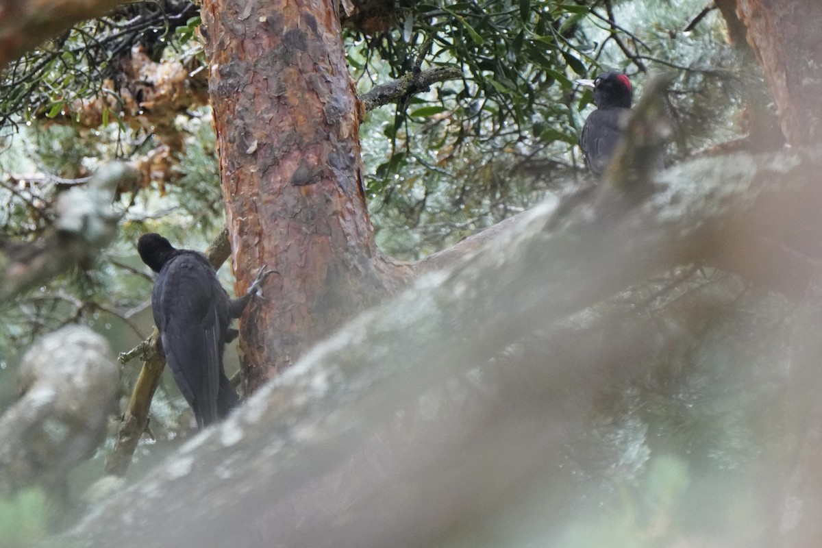 Black Woodpecker - ML646340702