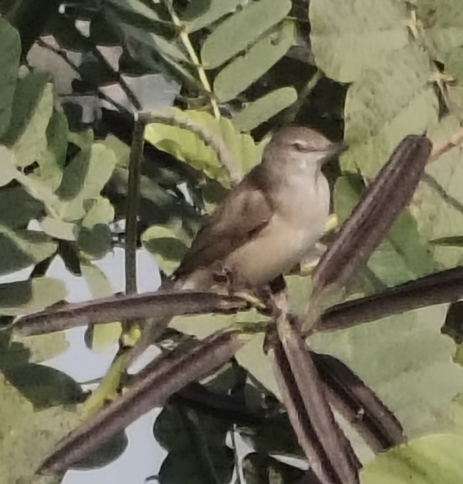 Clamorous Reed Warbler - ML646340706