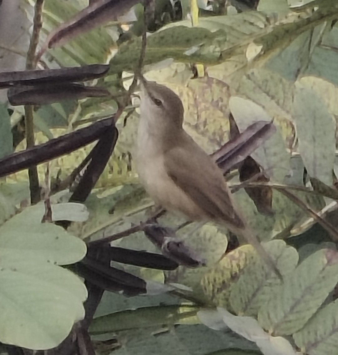 Clamorous Reed Warbler - ML646340707