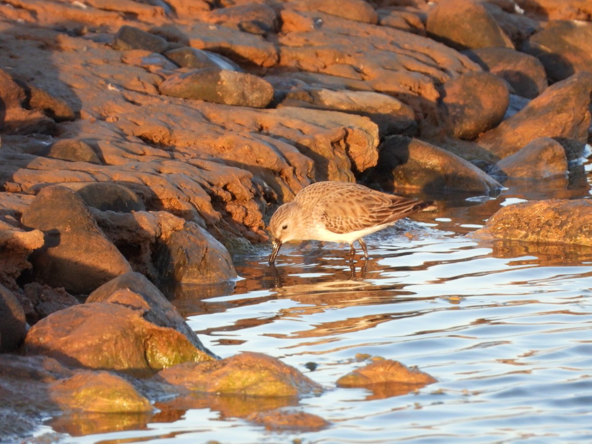 jespák obecný - ML646340709