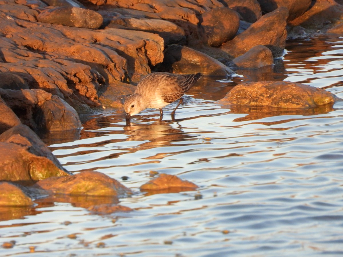 jespák obecný - ML646340710