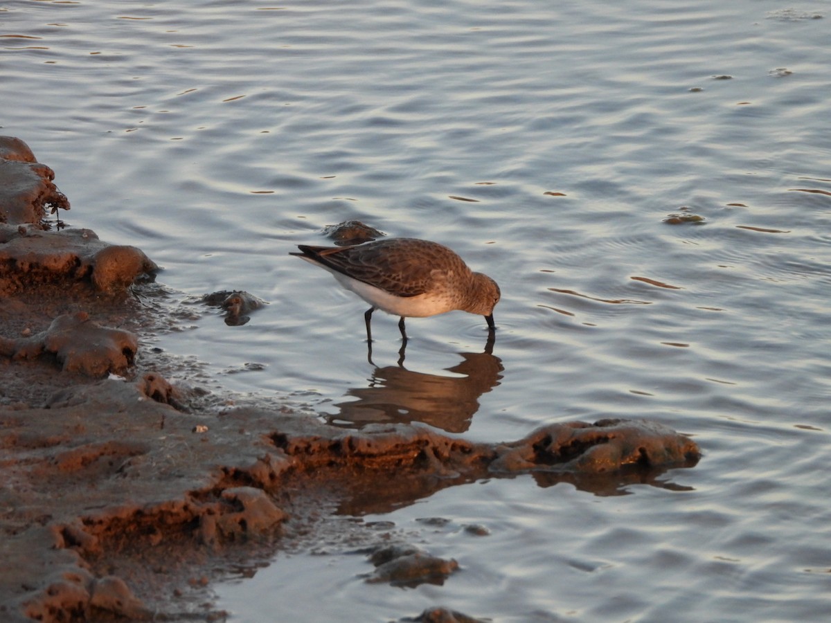 jespák obecný - ML646340711