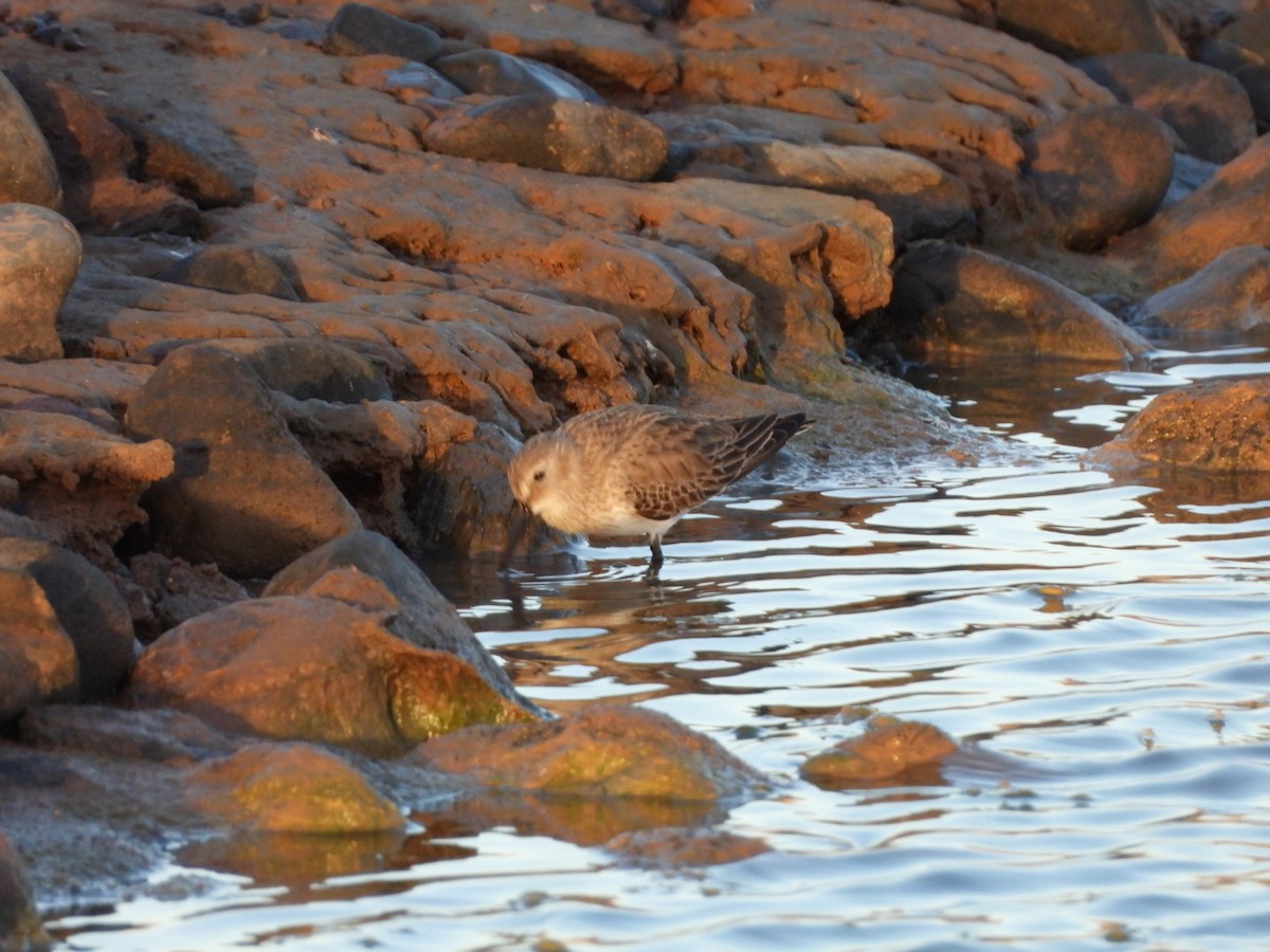 jespák obecný - ML646340712