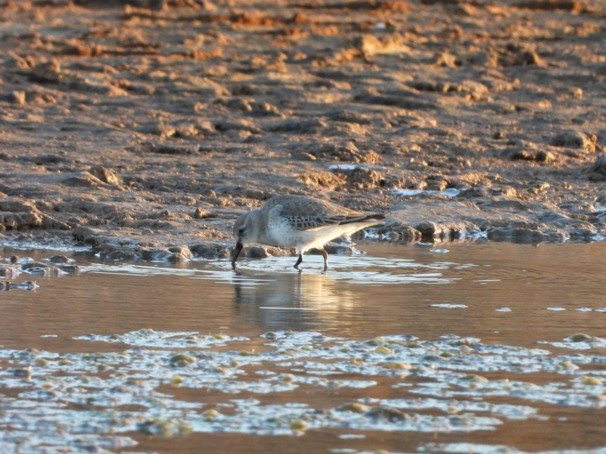 jespák obecný - ML646340713