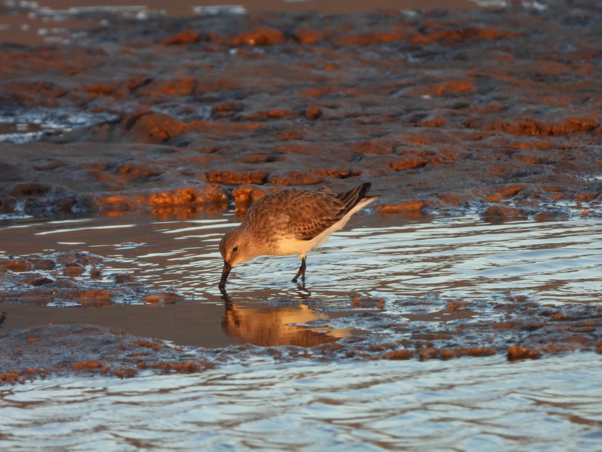 jespák obecný - ML646340714