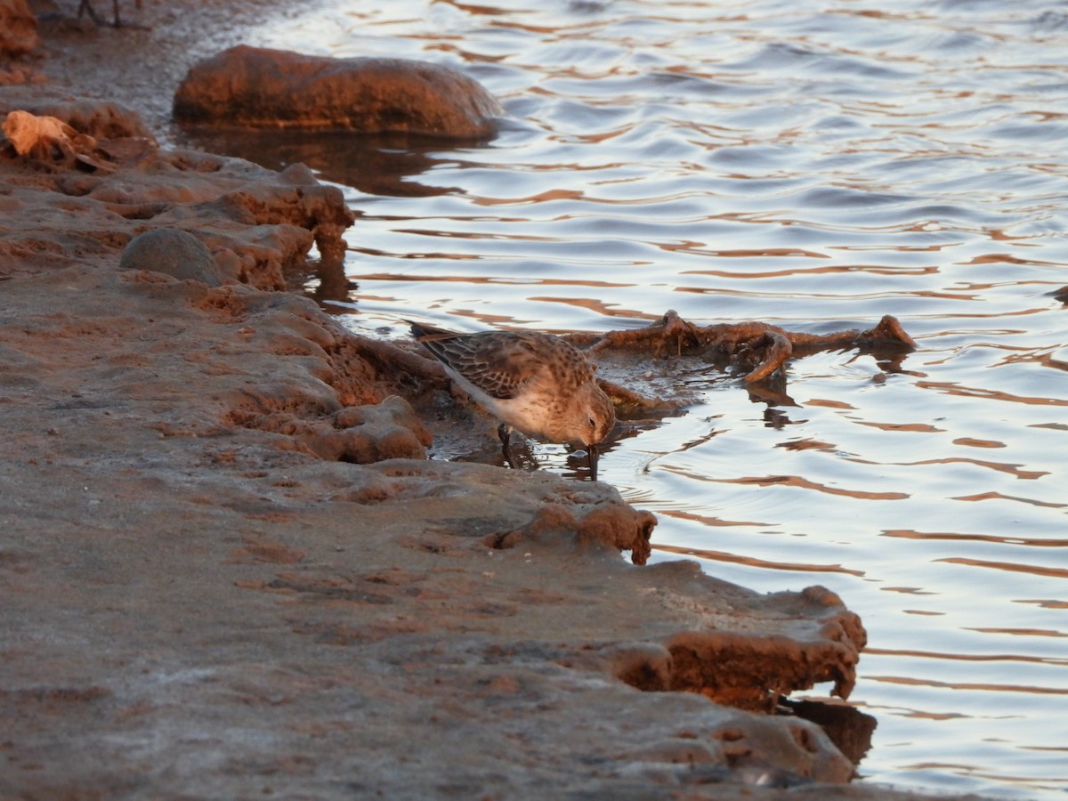 jespák obecný - ML646340715