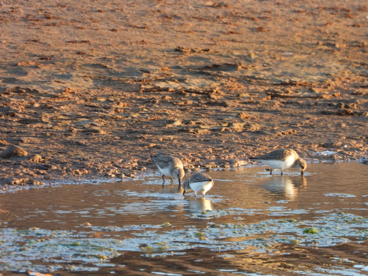 Dunlin - ML646340716