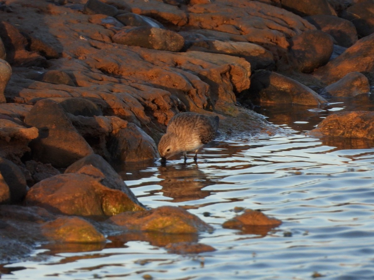 Dunlin - ML646340717