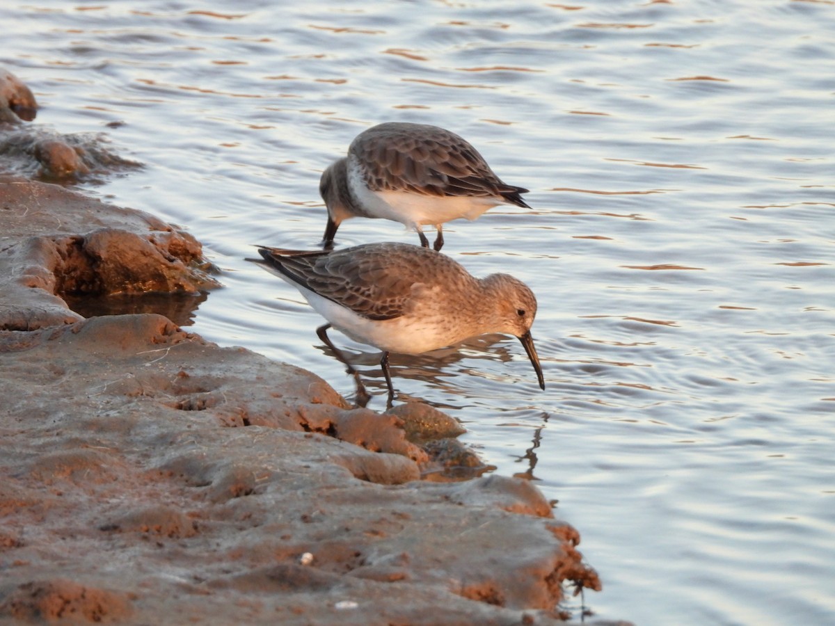 Dunlin - ML646340718