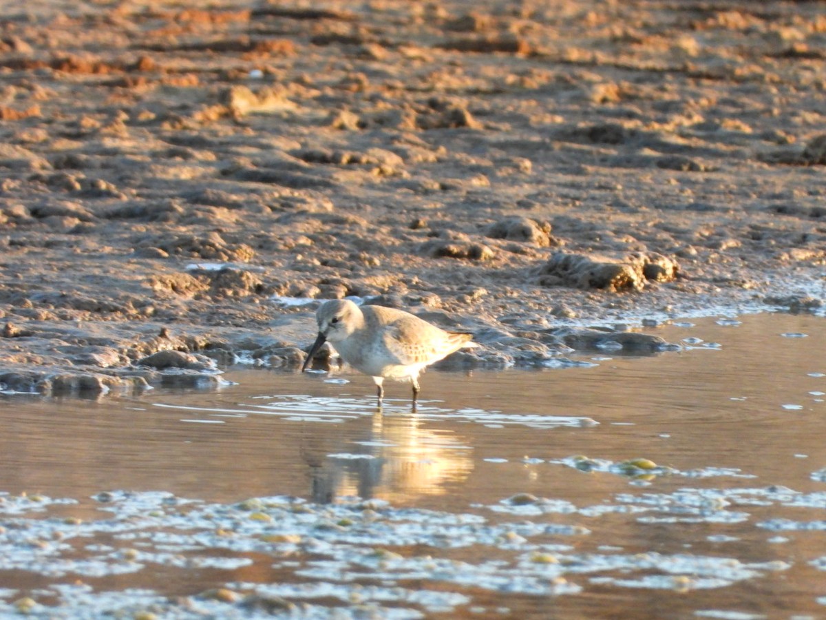 jespák obecný - ML646340719