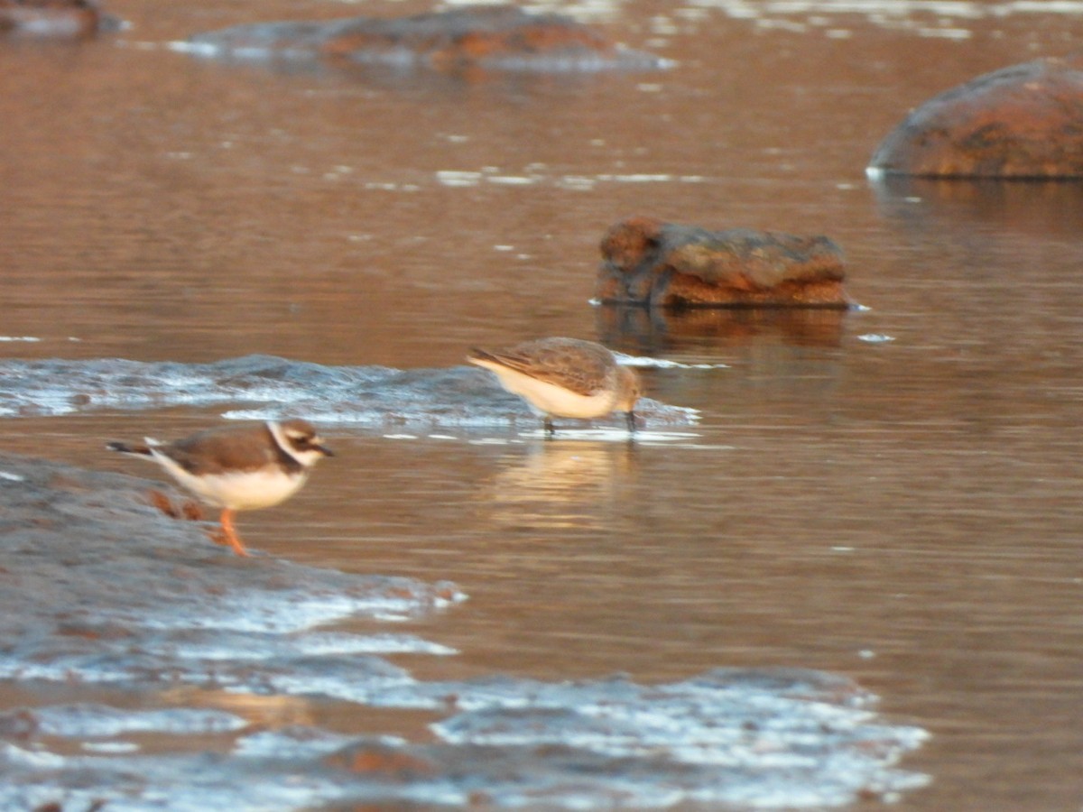 Dunlin - ML646340720