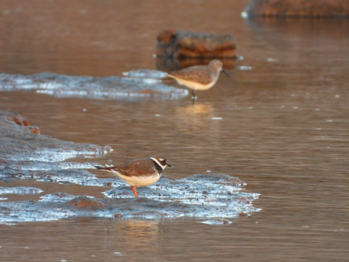 jespák obecný - ML646340721