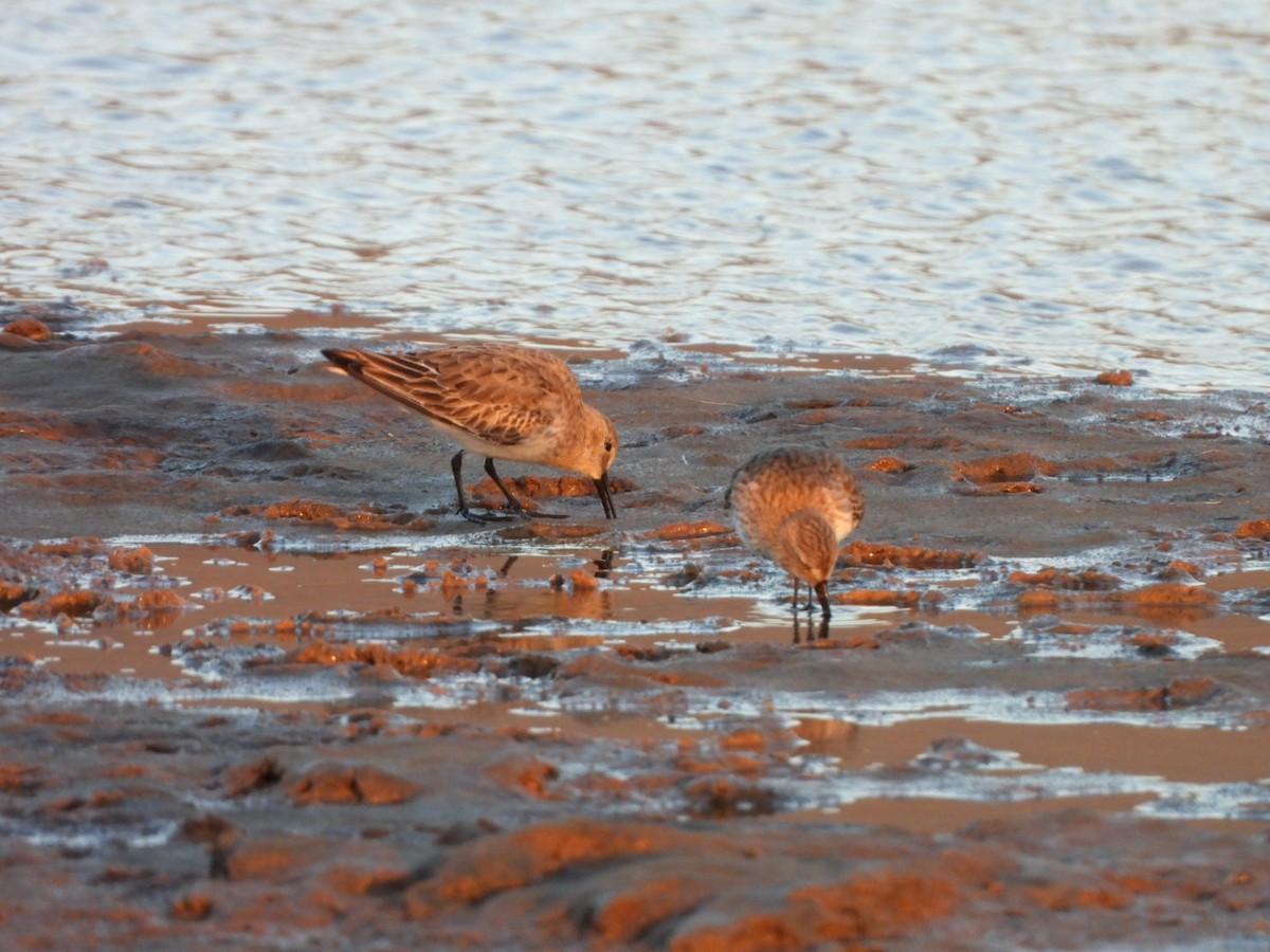 jespák obecný - ML646340722