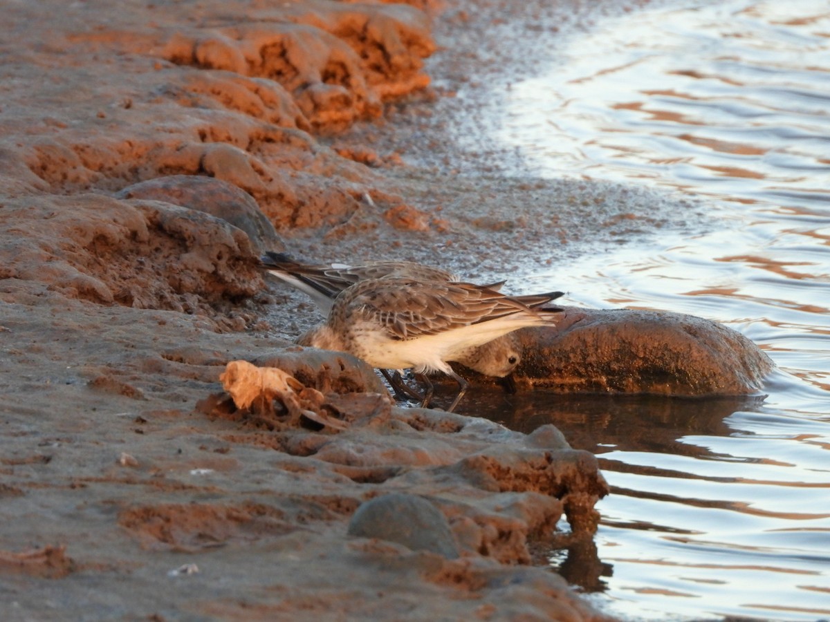 jespák obecný - ML646340723