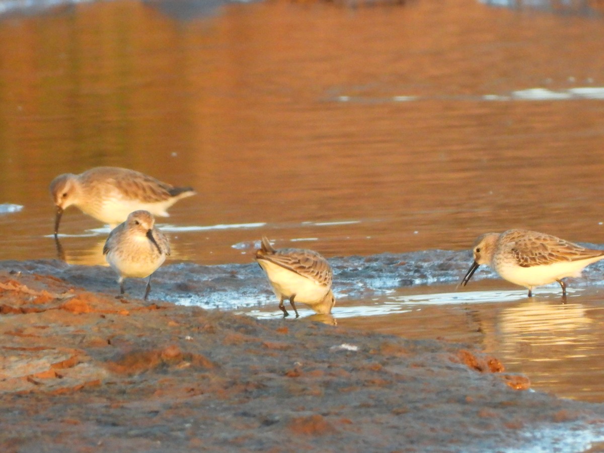 Dunlin - ML646340724