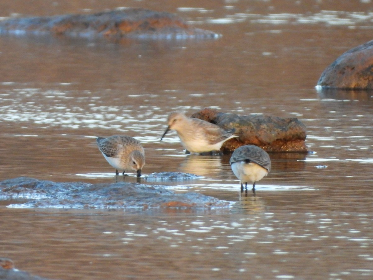 Dunlin - ML646340725