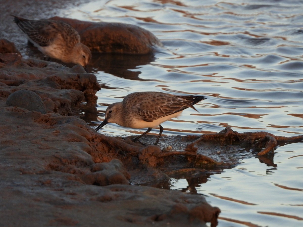 Dunlin - ML646340726
