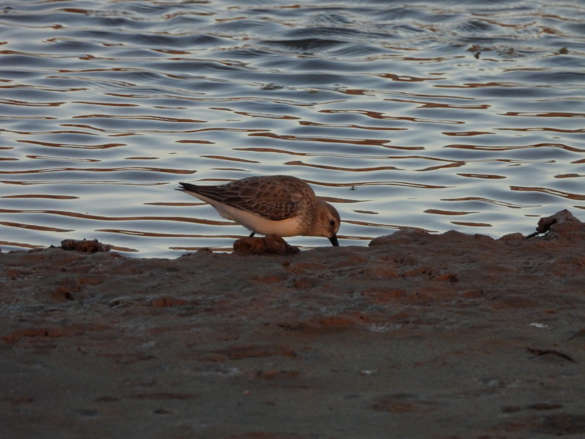 Dunlin - ML646340727