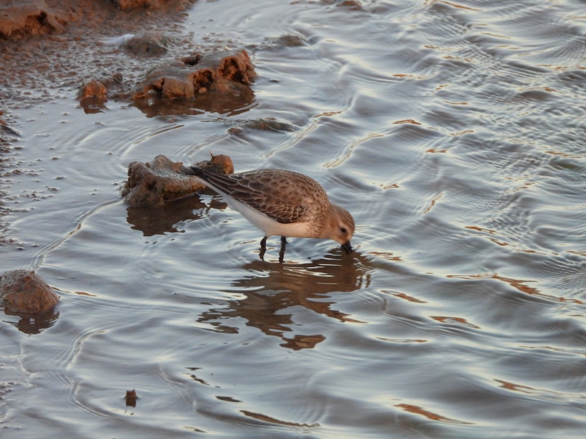 Dunlin - ML646340728