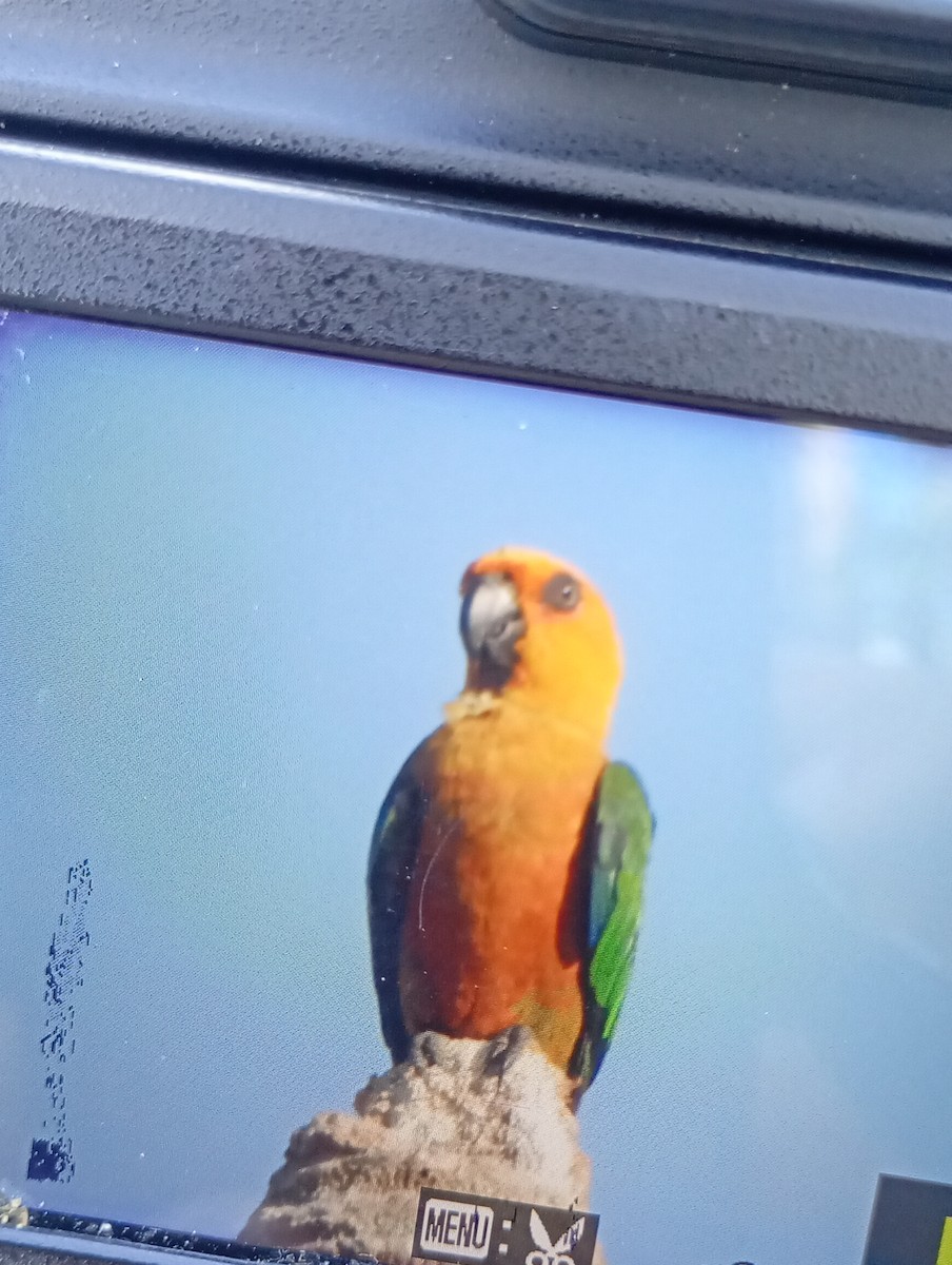 Jandaya Parakeet - ML646340729