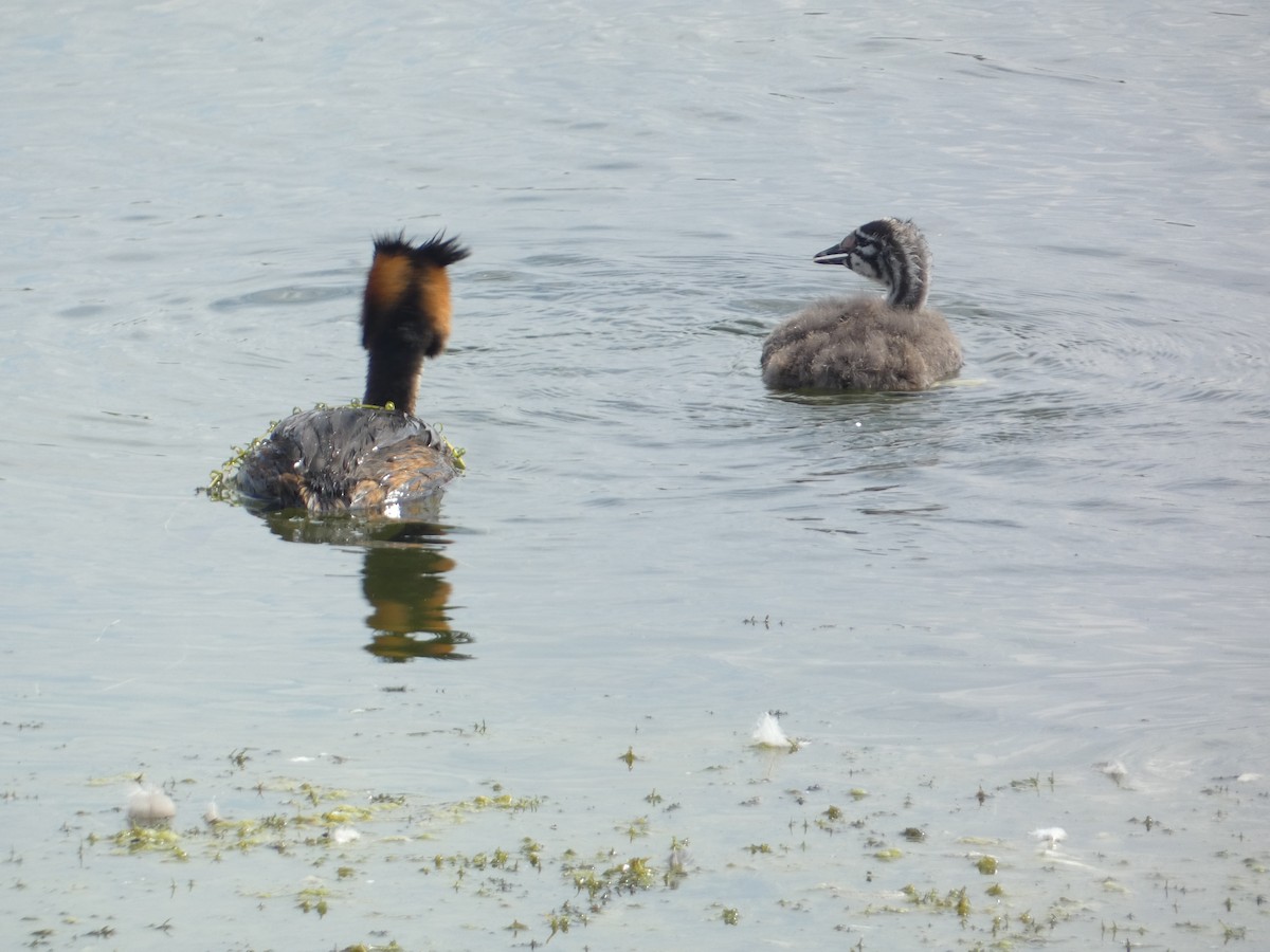 Great Crested Grebe - ML646340731