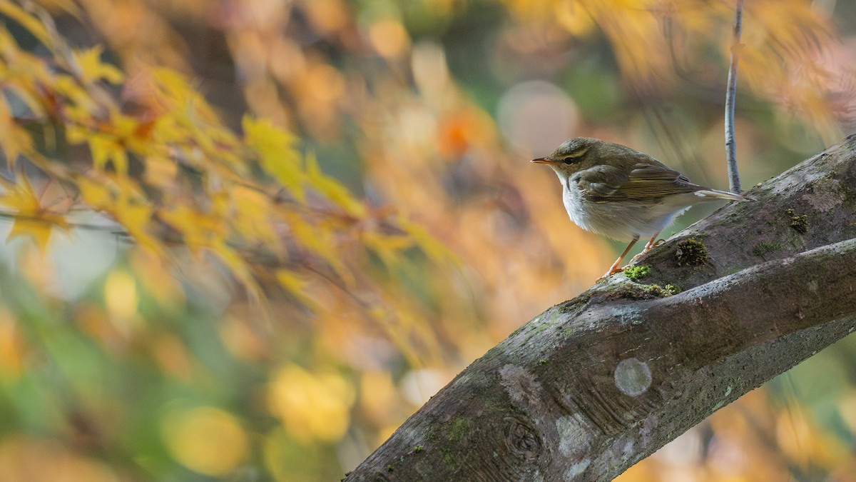 Japanese Leaf/Arctic/Kamchatka Leaf Warbler - ML646340732