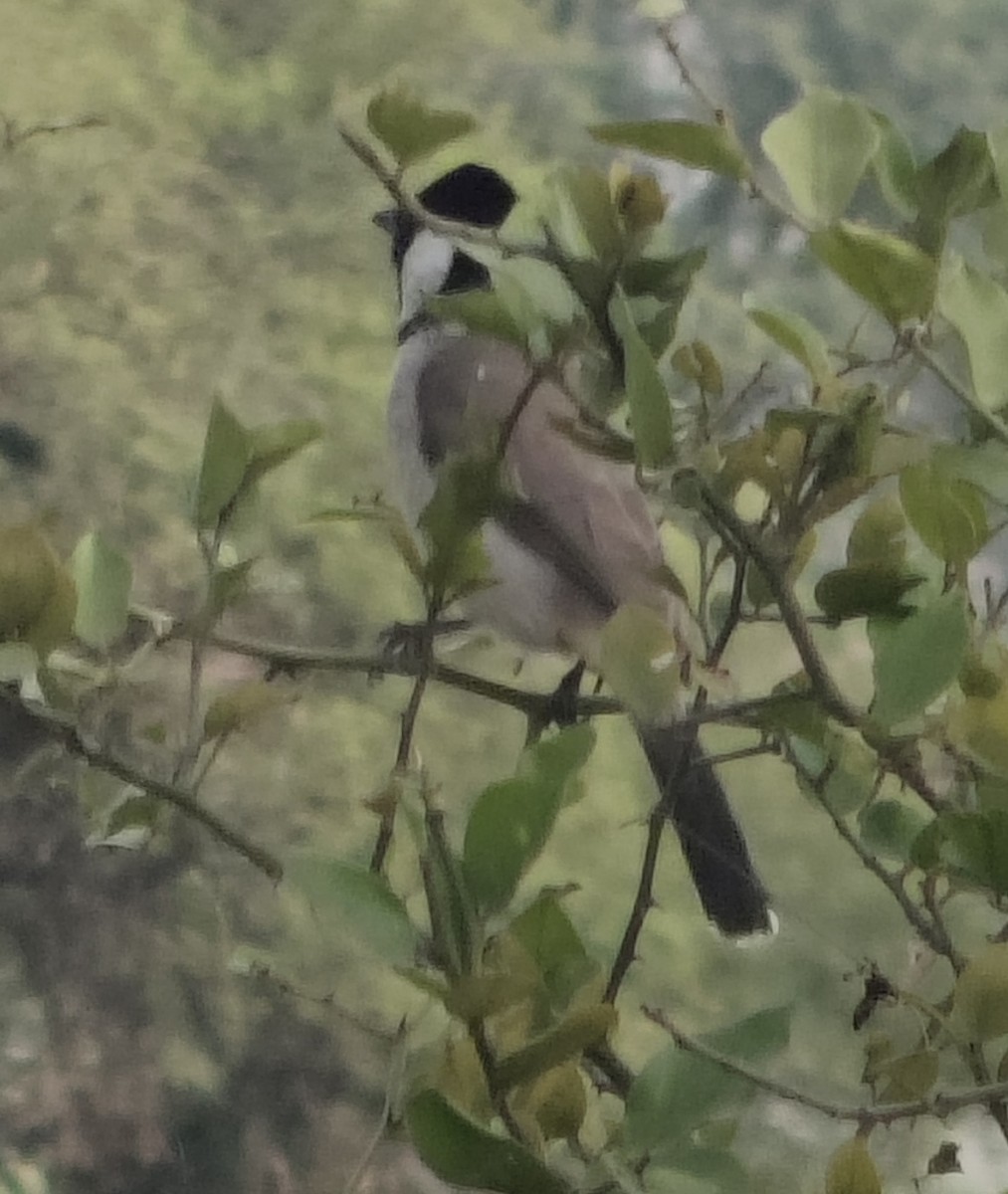 White-eared Bulbul - ML646340733
