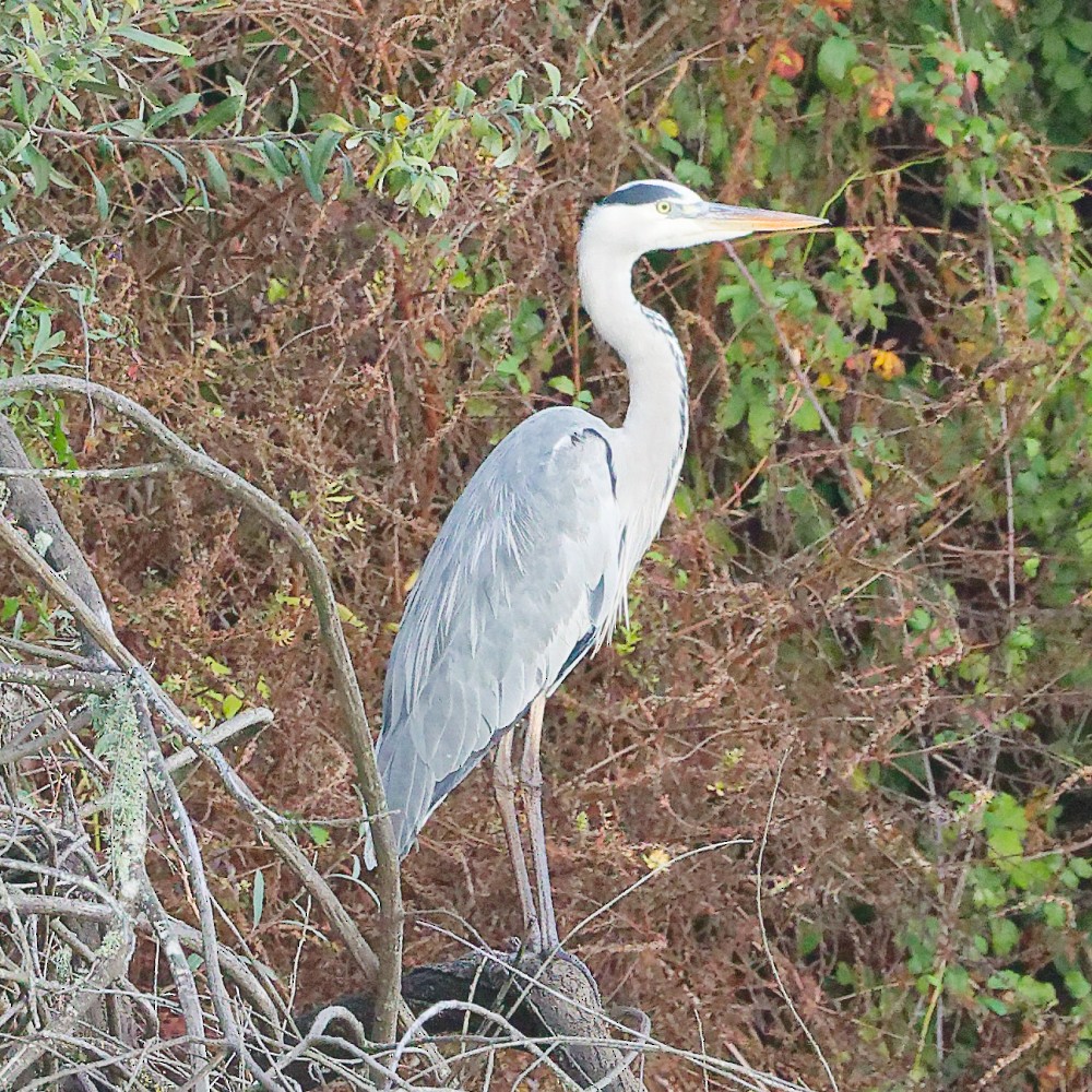Gray Heron - ML646340736