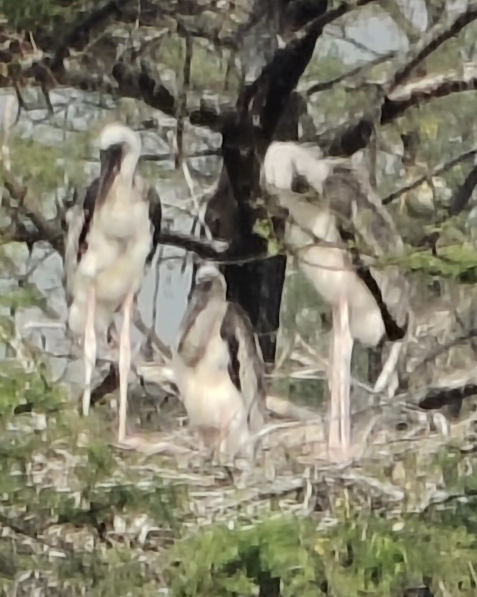 Painted Stork - ML646340737