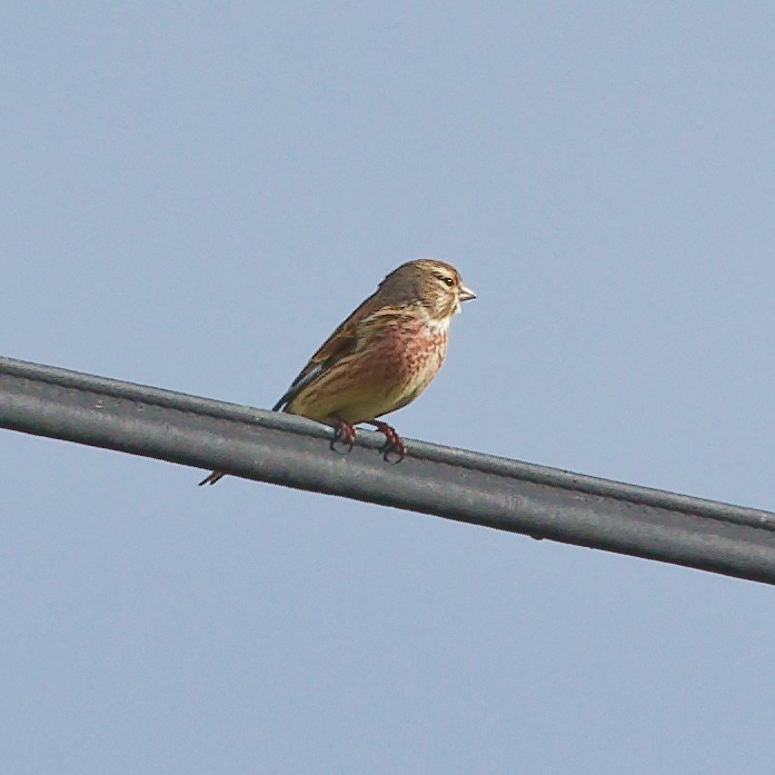 Eurasian Linnet - ML646340739