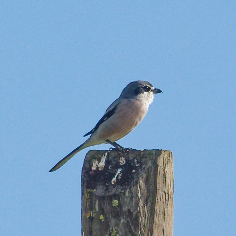 Iberian Gray Shrike - ML646340740