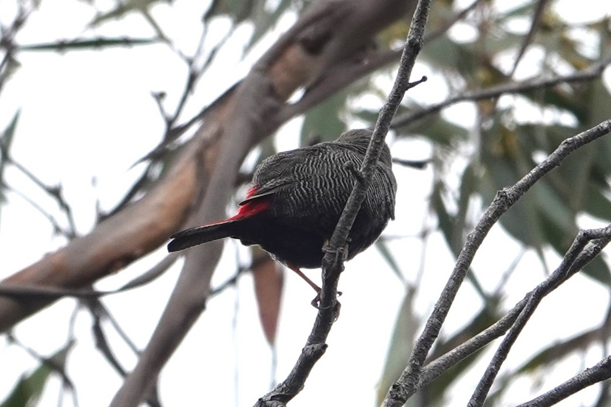 Beautiful Firetail - ML646340741